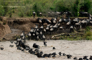 Great Migration crossing